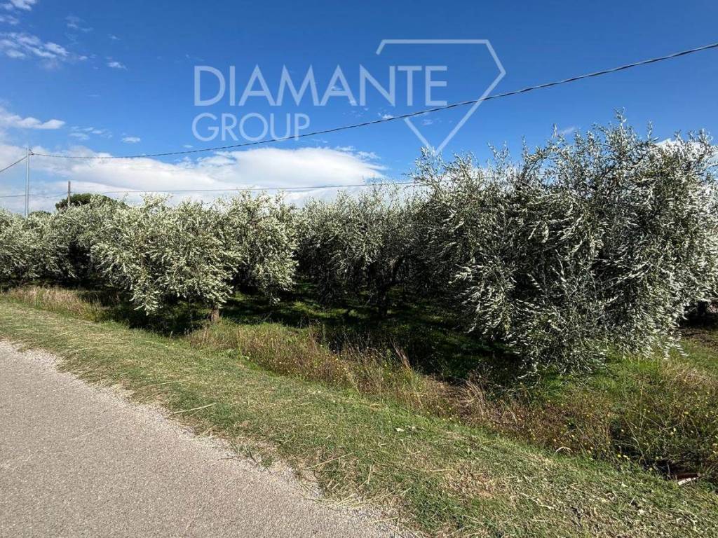 Terreno a Castiglione del lago - Foto 5