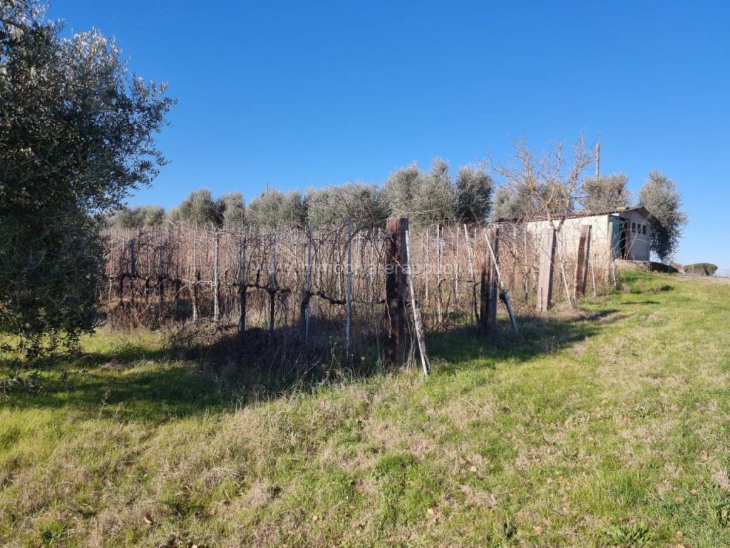 Terreno a Montepulciano - Foto 2