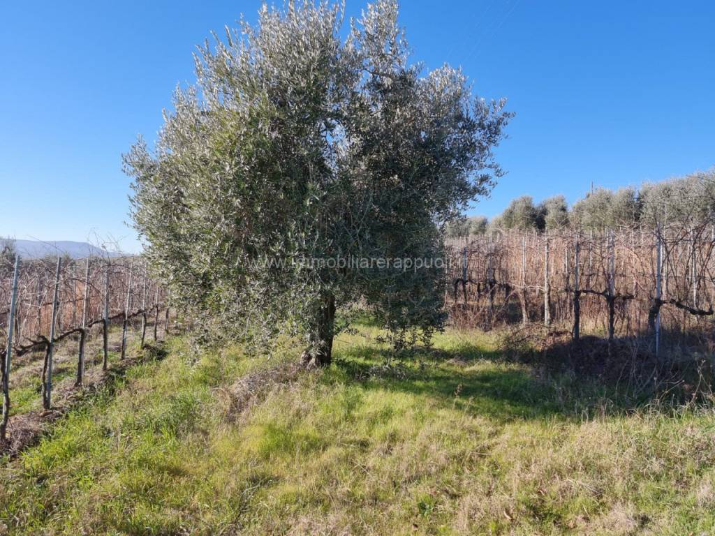 Terreno a Montepulciano - Foto 3