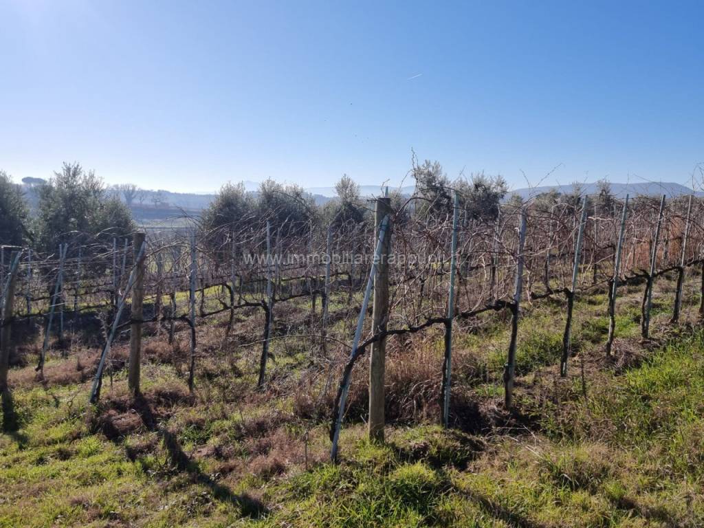 Terreno a Montepulciano - Foto 4