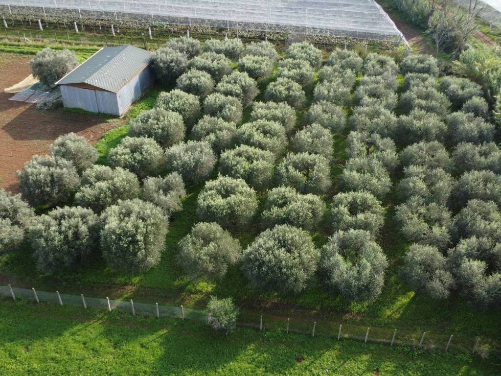 Terreno a Cisterna di latina in Via Plinio il Vecchio, 46 - Foto 3