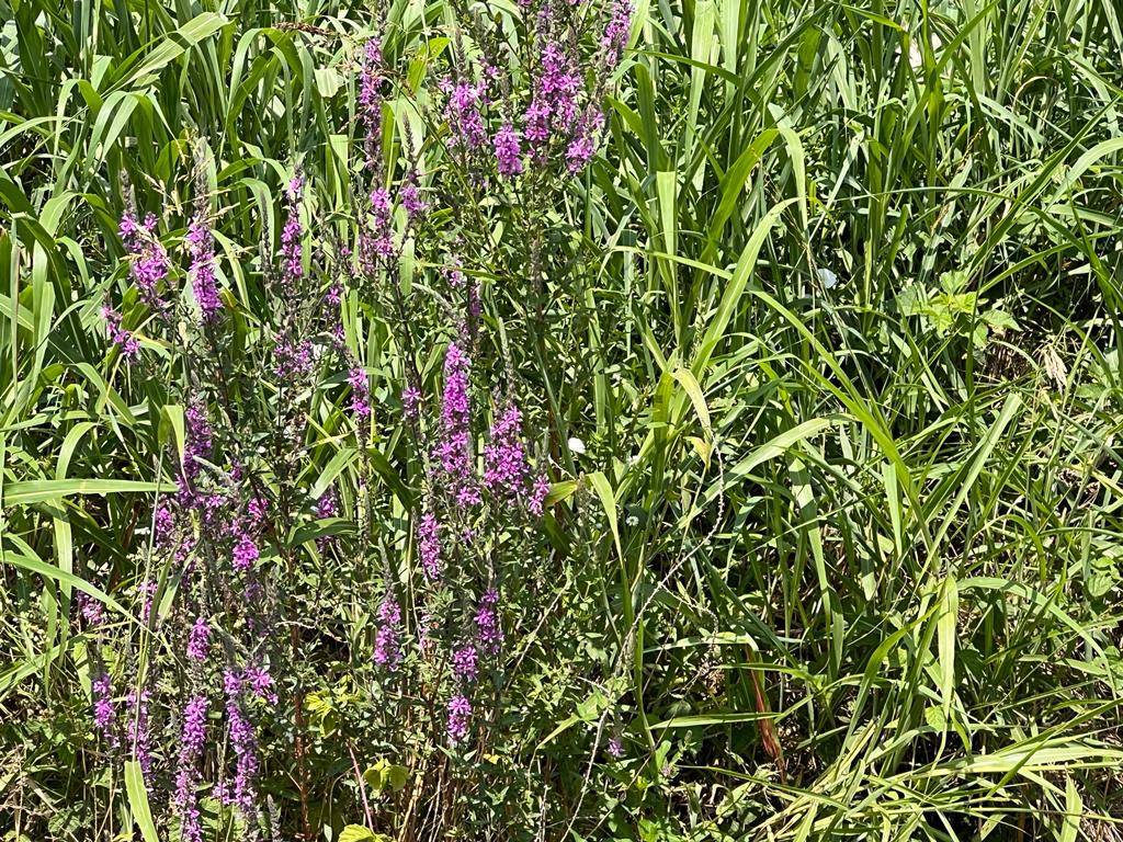 Terreno a Ceresara in Via Roma - Foto 3