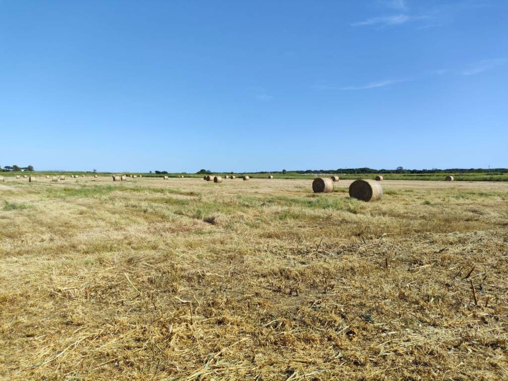 Terreno a Montalto di castro in Strada del Casalaccio - Foto 3