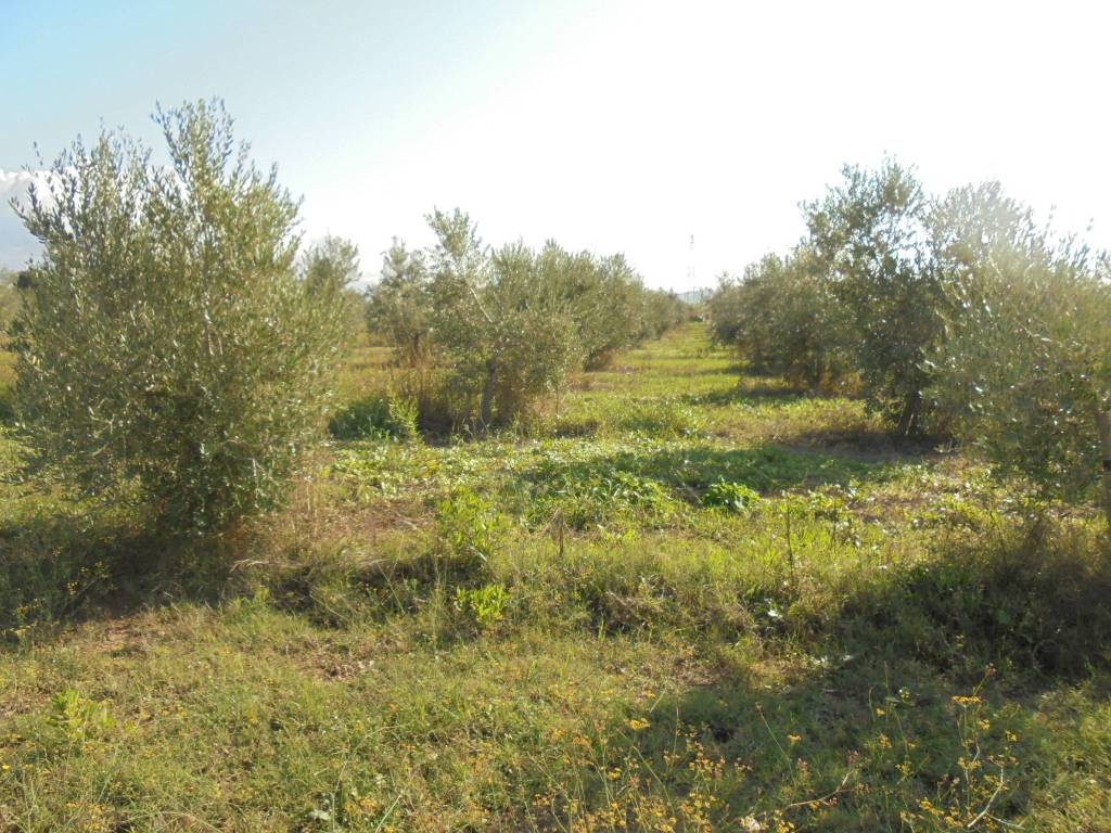 Terreno a Suvereto in Località Pratini - Foto 2