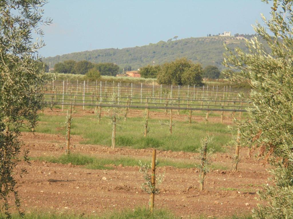 Terreno a Suvereto in Località Pratini - Foto 4