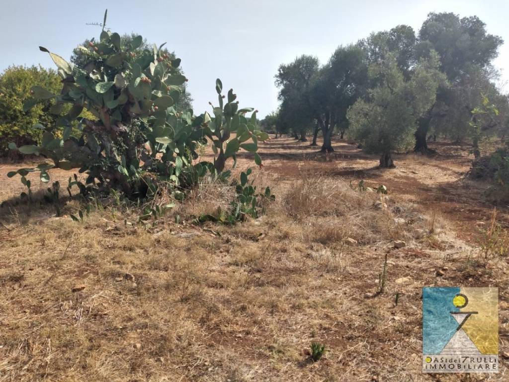 Rustico / casale a San michele salentino in Contrada Pozzo Pallone - Foto 5