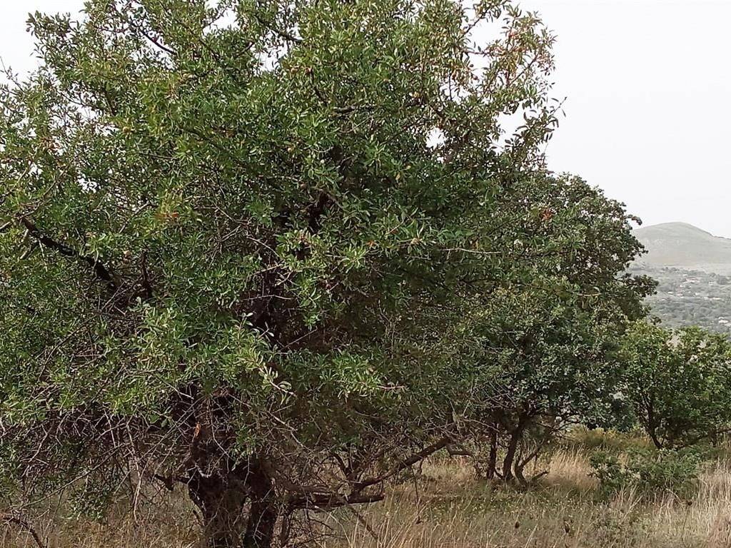 Terreno a Bolognetta in Contrada Catalano - Foto 2