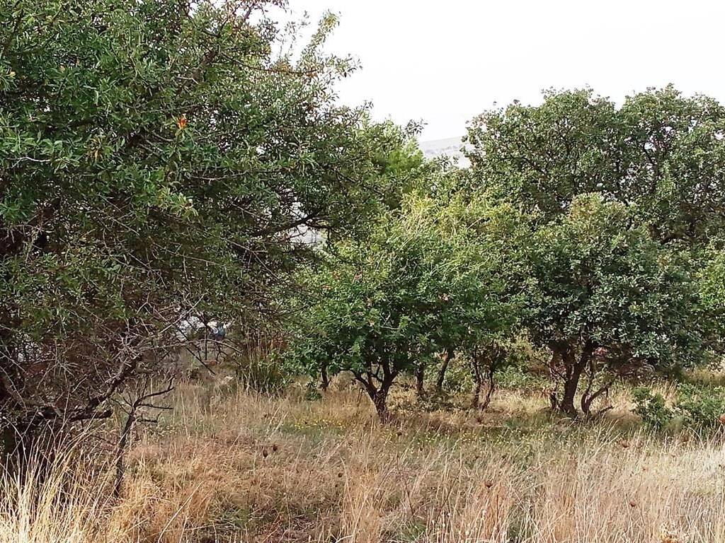 Terreno a Bolognetta in Contrada Catalano - Foto 3