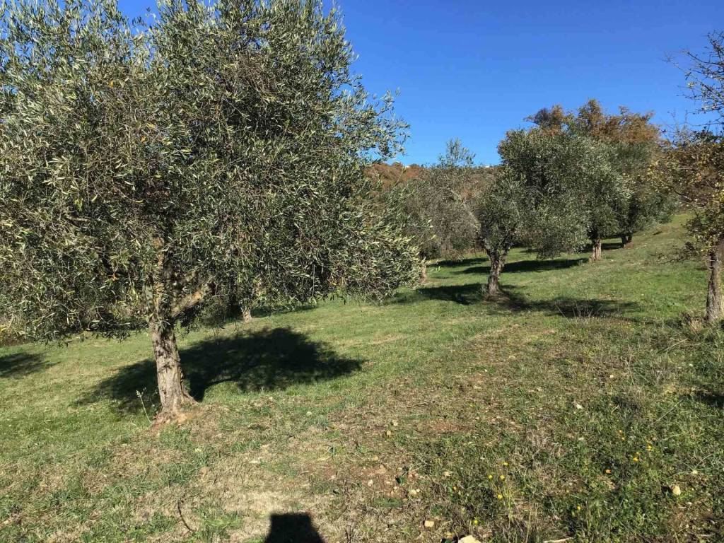 Rustico / casale a Scansano - Foto 2