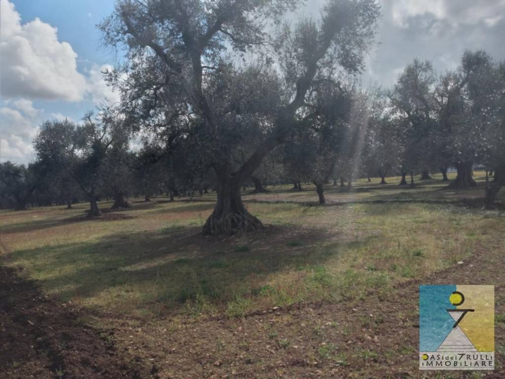 Terreno a San michele salentino in Contrada Cotugni - Foto 3