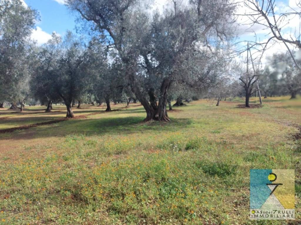 Terreno a San michele salentino in Contrada Cotugni - Foto 5