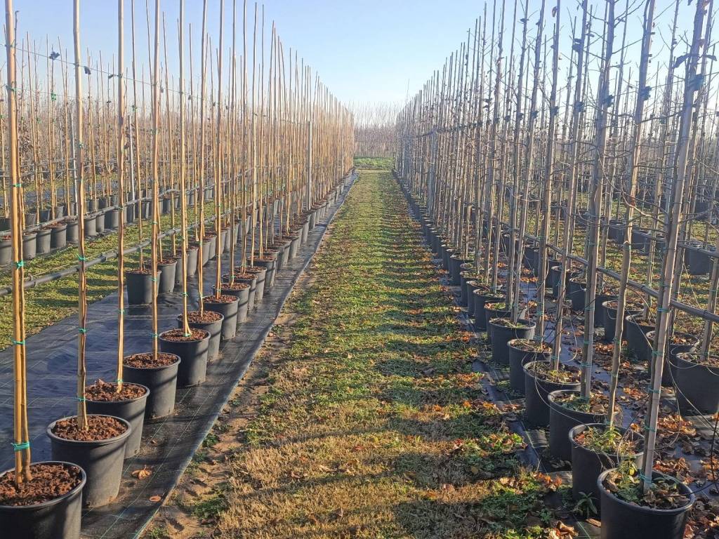 Terreno a Canneto sull'oglio - Foto 2