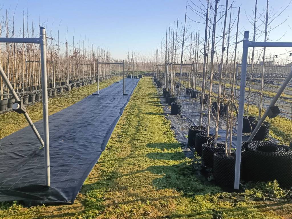 Terreno a Canneto sull'oglio - Foto 3