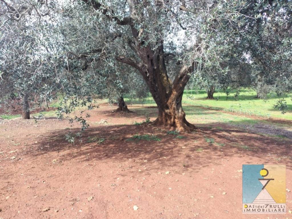 Rustico / casale a San michele salentino in Contrada Cotugni - Foto 4