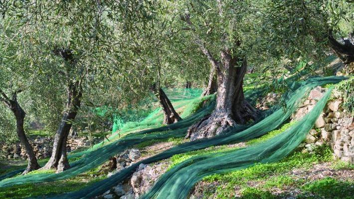 Terreno a Celle ligure in Via Roglio - Foto 3