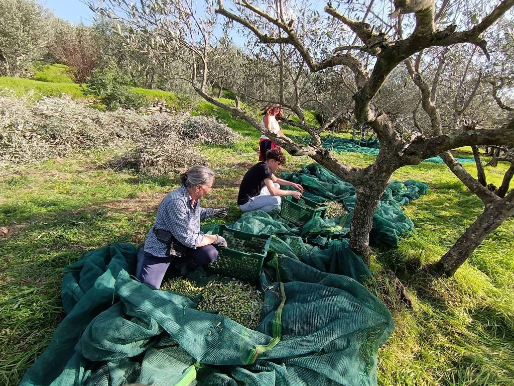 Terreno a Cortona in Strada Comunale del Sodo - Foto 4