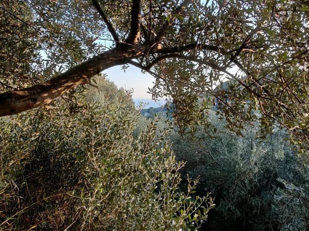 Terreno a Albissola marina in Via Collette - Foto 4