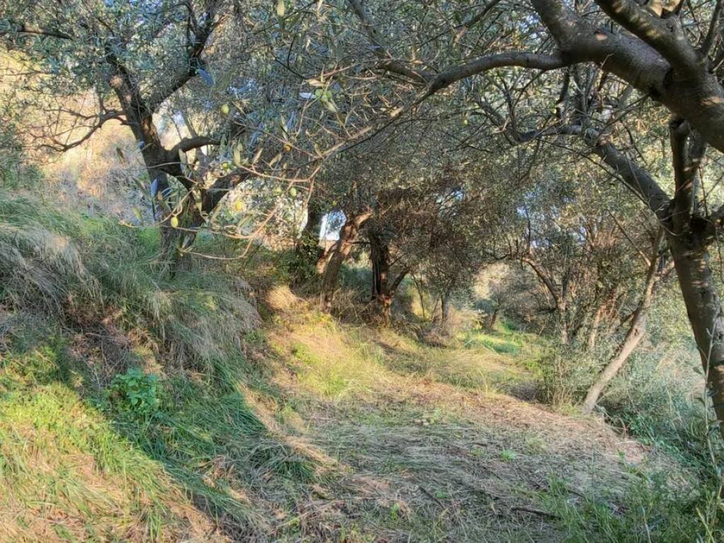 Terreno a Albissola marina in Via Collette - Foto 5