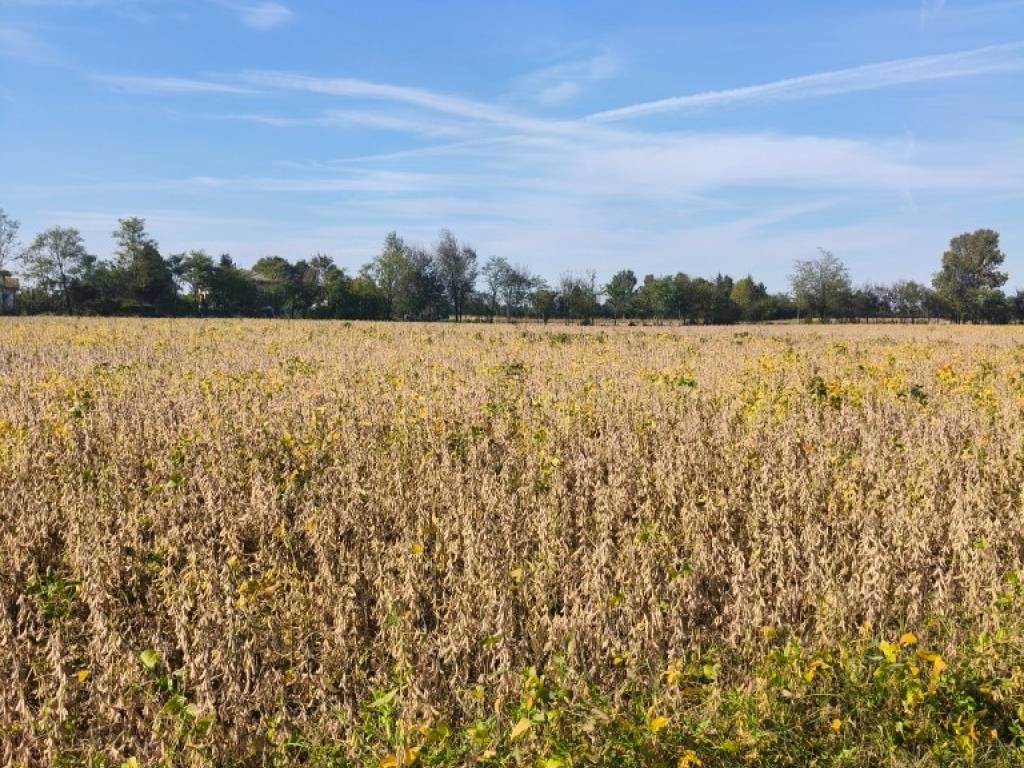Terreno a Saccolongo in Via vegri - Foto 3