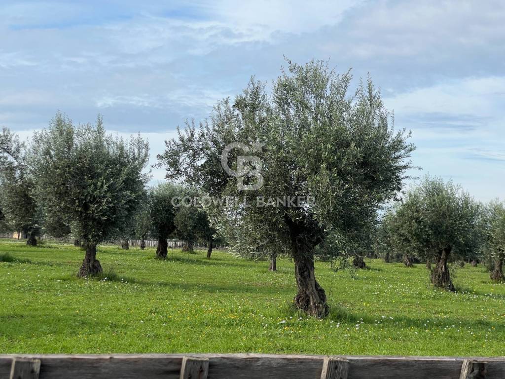 Terreno a Vittoria in Contrada Spedalotto - Foto 5