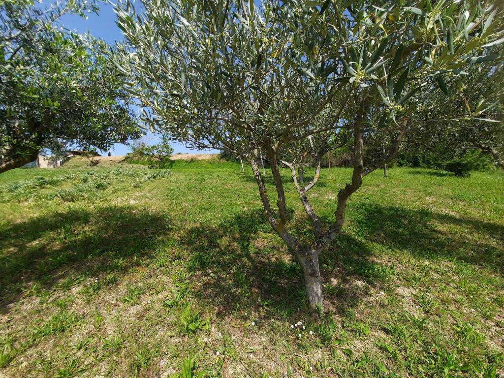 Terreno a Polverigi - Foto 3