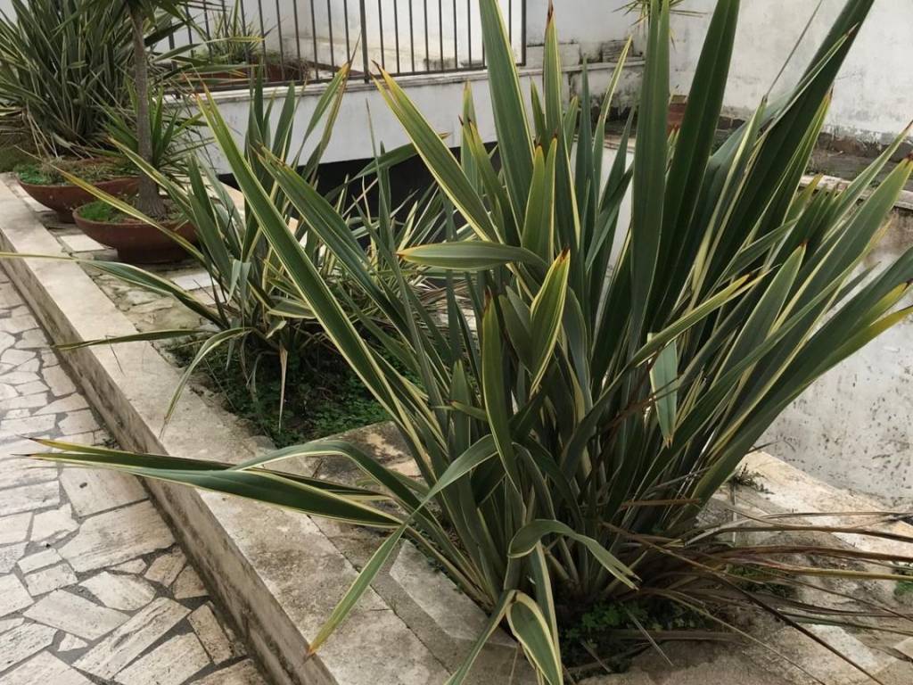 Villa a Sabaudia in Via Lussemburgo, 8 - Foto 3