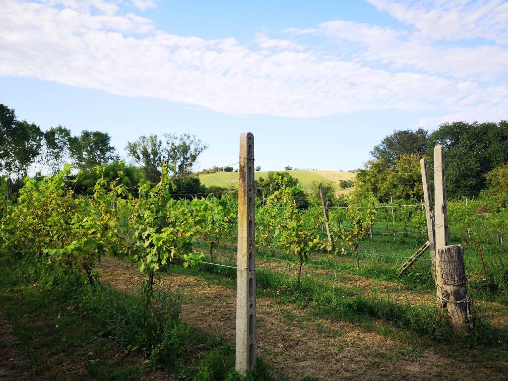 Terreno a Agugliano in Contrada Acquasanta - Foto 2
