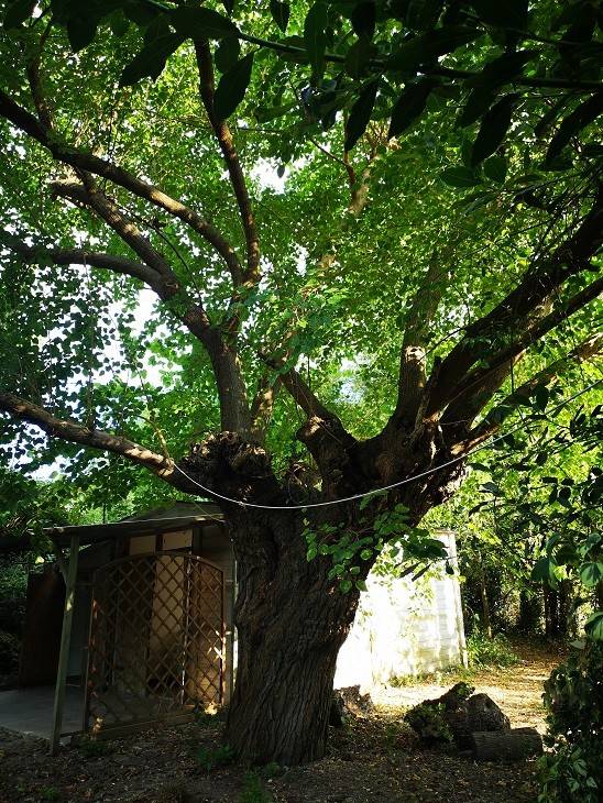 Terreno a Agugliano in Contrada Acquasanta - Foto 3