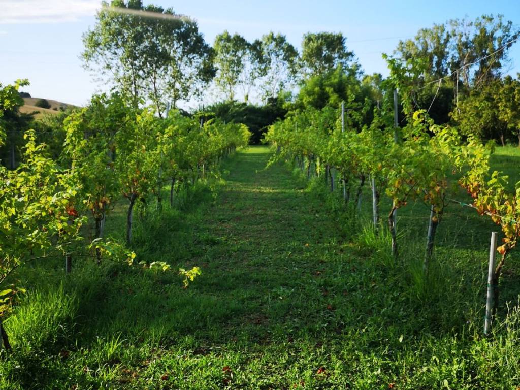 Terreno a Agugliano in Contrada Acquasanta - Foto 5