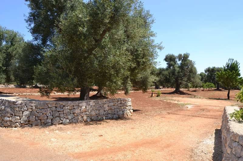 Terreno a Carovigno in Contrada Favone - Foto 3