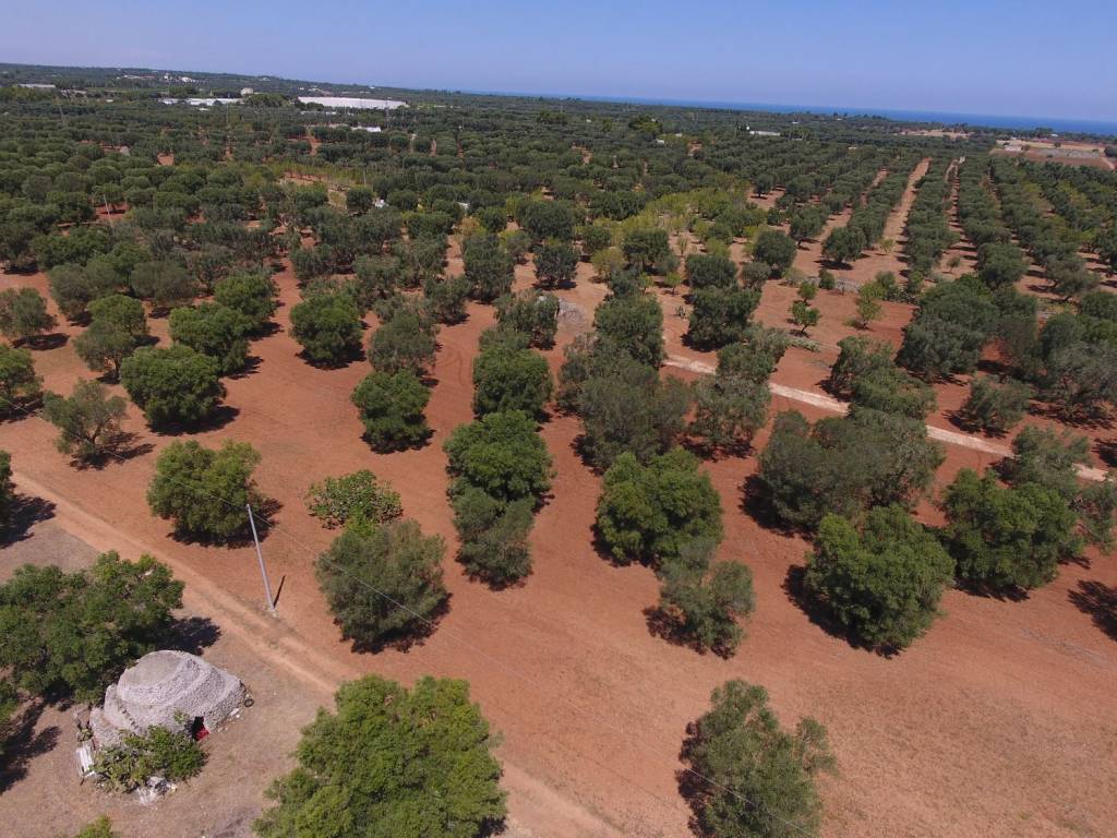 Terreno a Carovigno in Contrada San Giuseppe - Foto 4