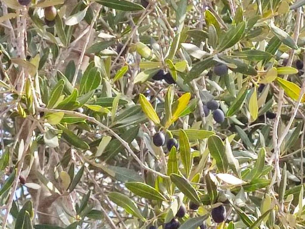 Terreno a Manduria in Contrada Pozzi - Foto 3