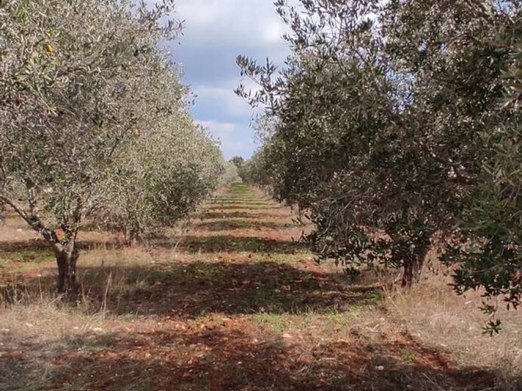 Terreno a Manduria in Contrada Pozzi - Foto 4