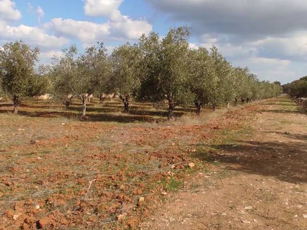Terreno a Manduria in Contrada Pozzi - Foto 5