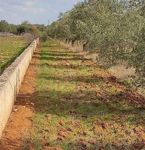 Terreno a Manduria in Contrada Pozzi - Foto 2