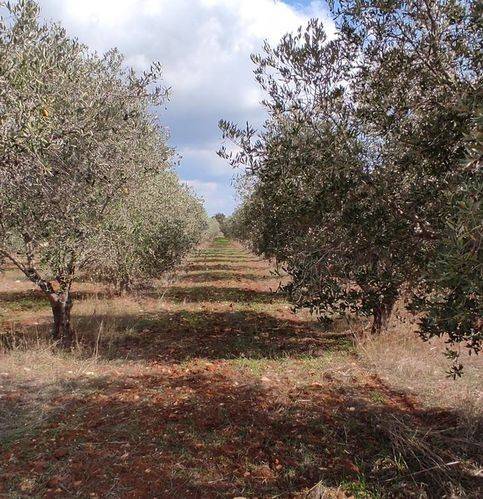 Terreno a Manduria in Contrada Pozzi - Foto 4