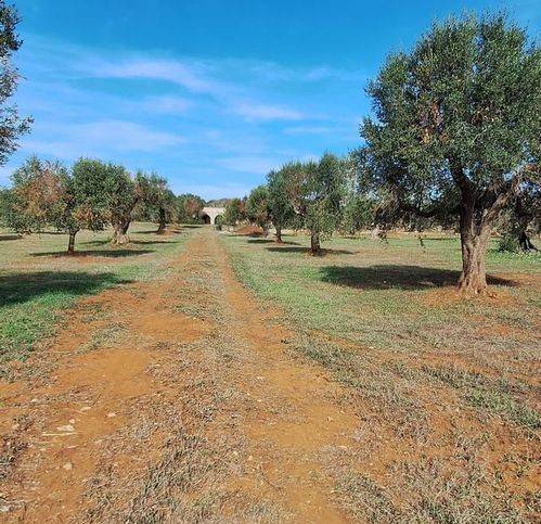 Rustico / casale a Manduria in Strada Provinciale Maruggio - Manduria - Foto 2