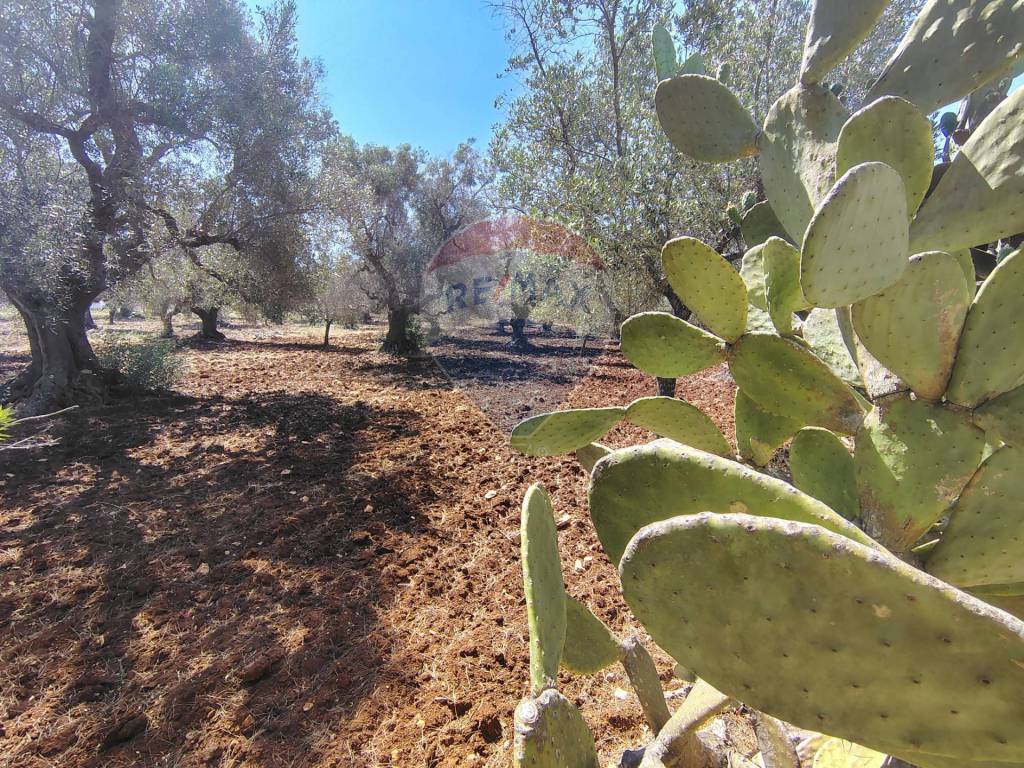 Rustico / casale a Ostuni - Foto 5