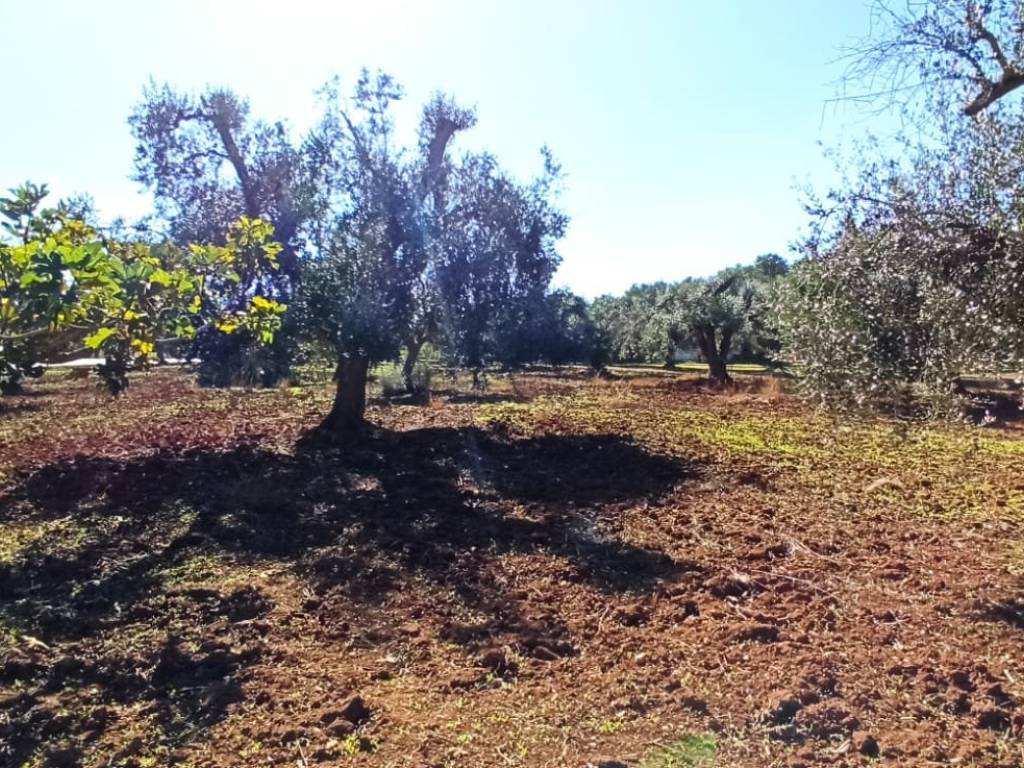 Terreno a Francavilla fontana in SP28 - Foto 2