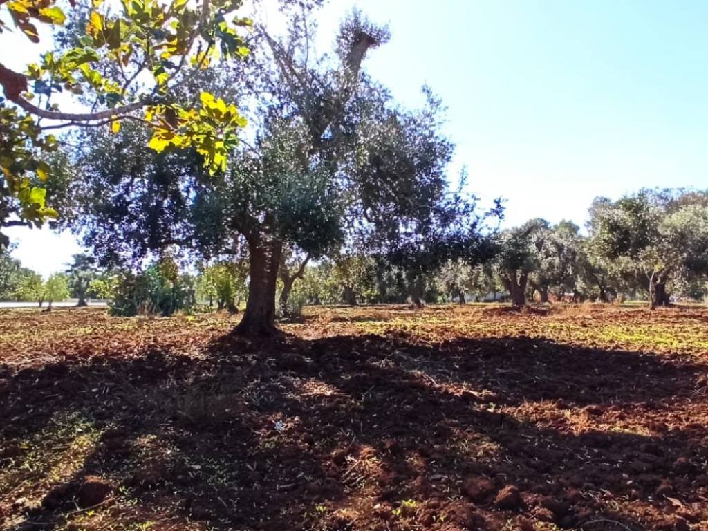 Terreno a Francavilla fontana in SP28 - Foto 3