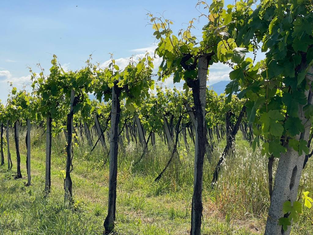 Terreno a Ciampino in Via Fontana dei Monaci - Foto 2