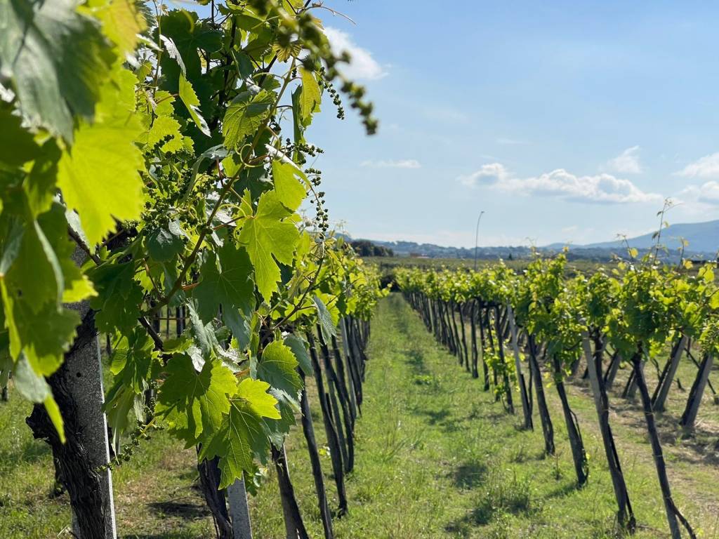 Terreno a Ciampino in Via Fontana dei Monaci - Foto 3