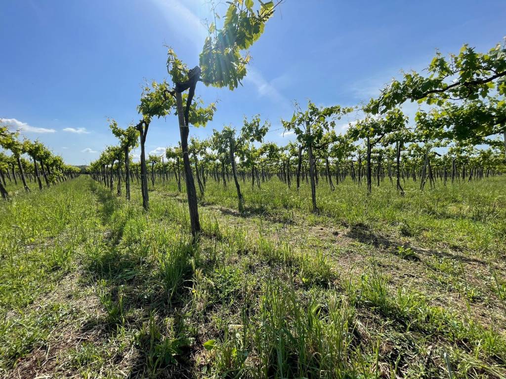Terreno a Ciampino in Via Fontana dei Monaci - Foto 5
