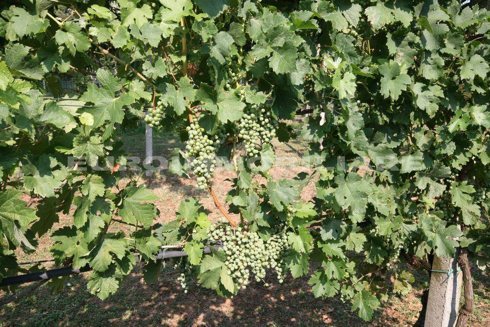 Terreno a Castenedolo in Via Giosuè Carducci, 125 - Foto 2