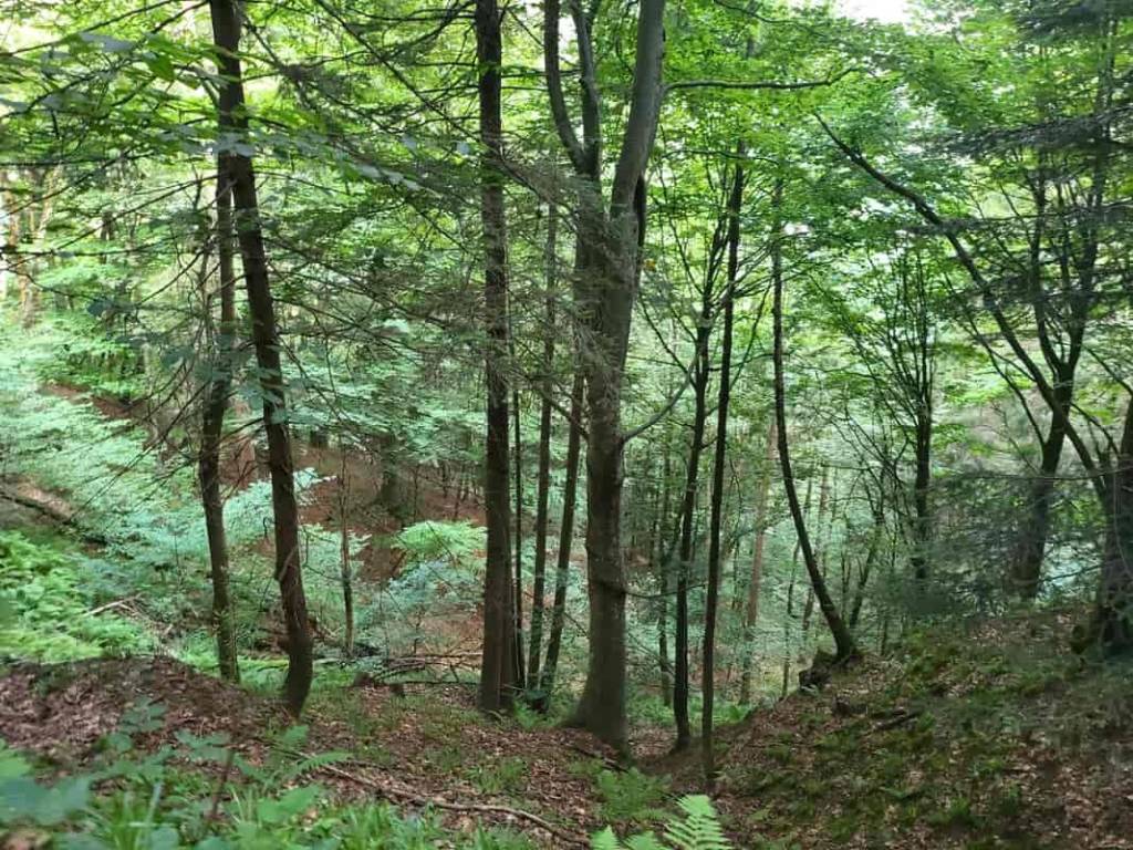 Rustico / casale a Scopello in Regione Ordarino - Foto 4