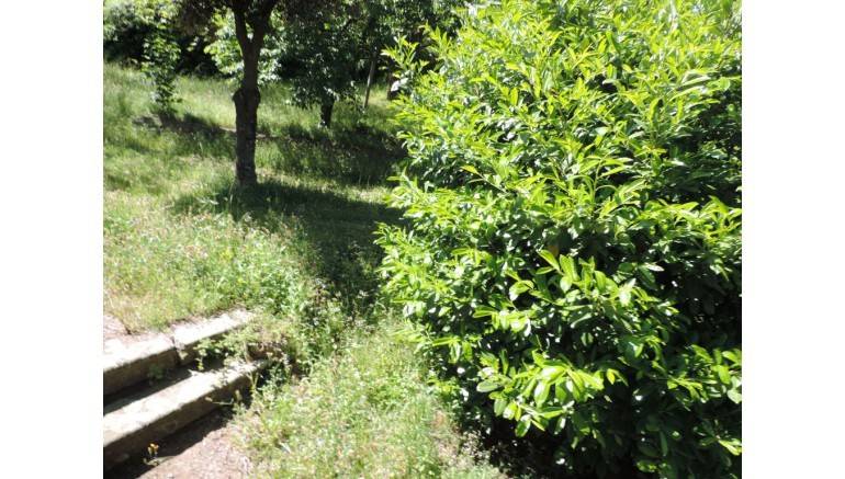 Villa a Santa fiora - Foto 5