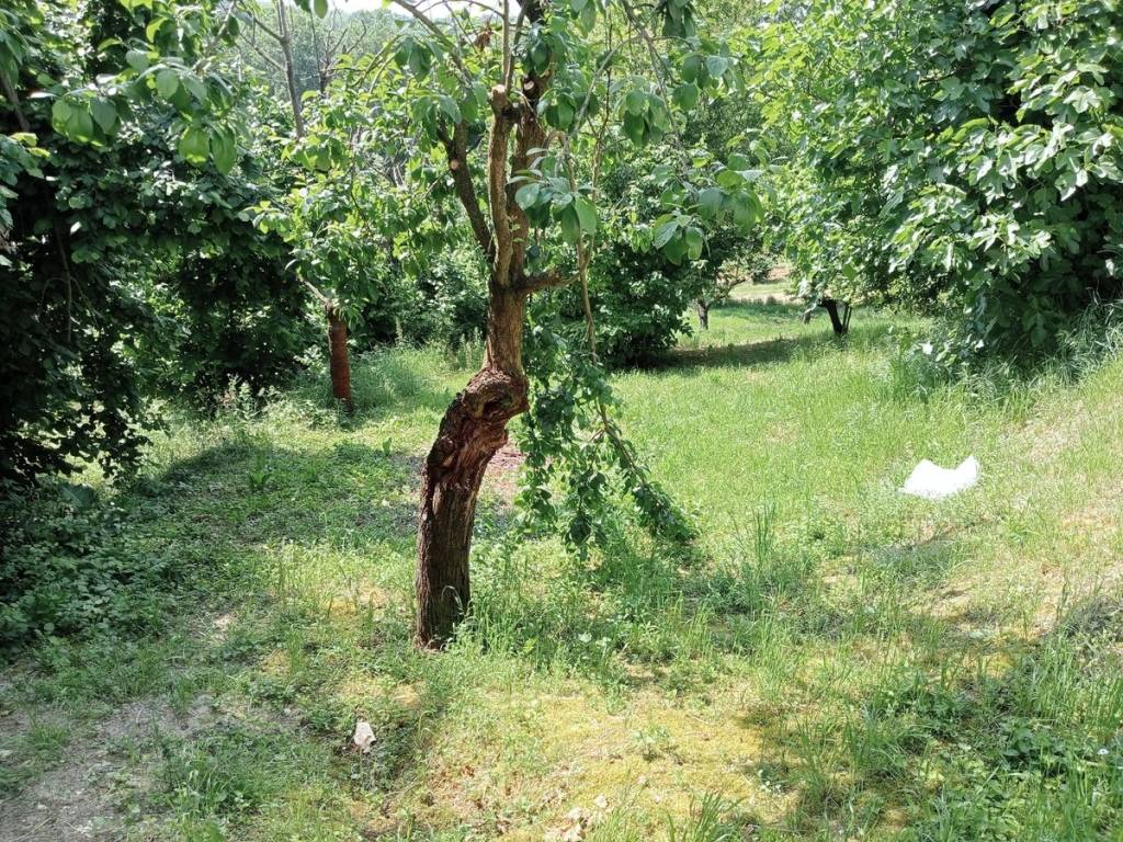 Rustico / casale a Fubine monferrato - Foto 3