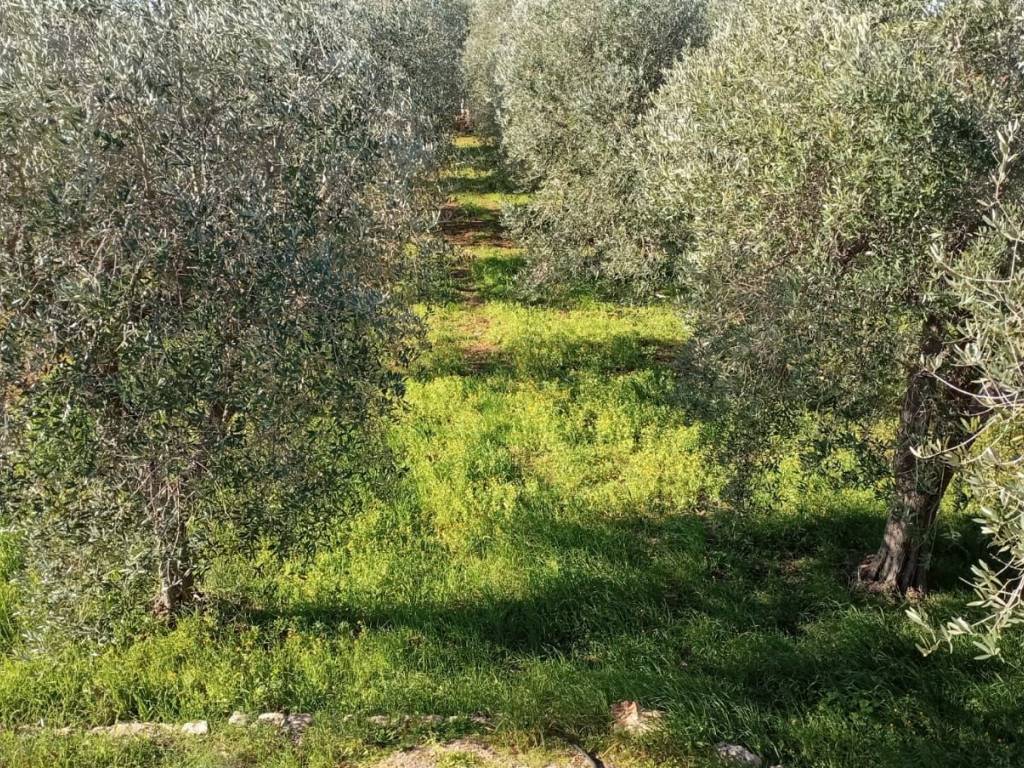 Rustico / casale a Ostuni in Contrada Lamacoppa - Foto 2