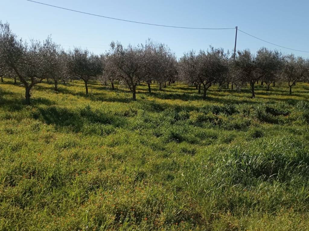 Rustico / casale a Ostuni in Contrada Lamacoppa - Foto 3