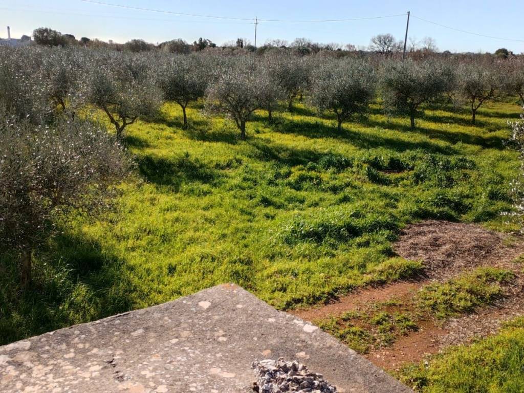Rustico / casale a Ostuni in Contrada Lamacoppa - Foto 4